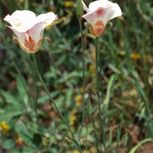 Calochortus venustus, Paradise Road, by Snyder Trail, Santa Barbara County