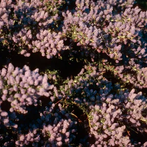 Ceanothus leucodermis, West Camino Cielo, Santa Barbara County, SJ 4310