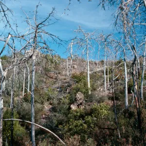 burned Cupressus sargentii, N-facing slope, upper Villa Creek, Lions Den, Monterey County