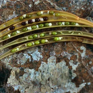Dendromecon seeds, Lions Den, Big Sur, Monterrey County