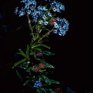 Ceanothus papillosus, Lions Den, Big Sur, Monterey County