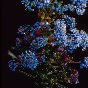 Ceanothus papillosus, Lions Den, Big Sur, Monterey County