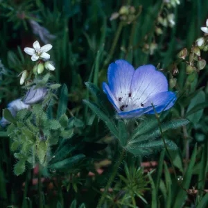Nemophila, Catway Road, Santa Barbara County
