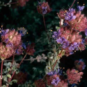 Salvia (Sage) dorrii, Granite Pass, Providence Mountains, San Bernardino Mountains SJ#1143