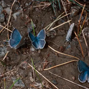 butterflies, Campito Meadow, White Mountains, Inyo County