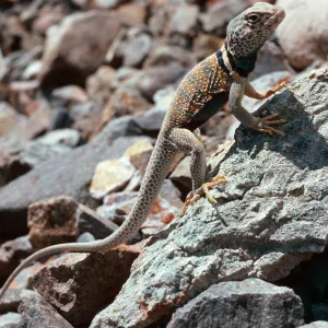 collared lizard, 0.4 mile West of Wildrose Spring Picnic Campground, Panamint Mountains, Death Valley National Park, Mojave Desert, Inyo County