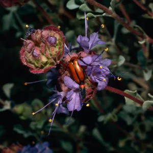 beetles on Salvia (Sage) dorrii ssp. gilmanii, road to Wildrose Charcoal KIlns, Death Valley National Park, Mojave Desert, Inyo County