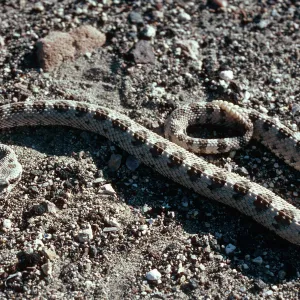 Sidewinder - Crotalus cerastes, road to Ubehede Crater, Death Valley National Park, Mojave Desert, Inyo County