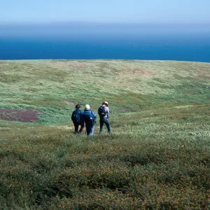 Amsinckia, at head of Cat Canyon, Santa Barbara Island