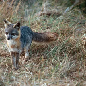fox, ranger station Cañada Del Mar, San Miguel Island