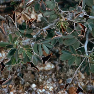 Cassia covesii, Morteros site, Blair Valley, Anza-Borrego State Park, San Diego County