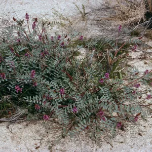 Astragalus, Morteros site, Blair Valley, Anza-Borrego State Park, San Diego County