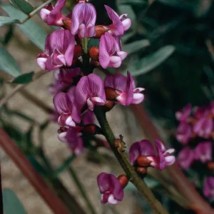 Astragalus, Blair Valley, Anza Borrego State Park, San Diego County