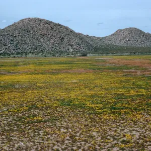 Lepidium flavum, #4878, Little Blair Valley, Anza-Borrego State Park, San Diego County