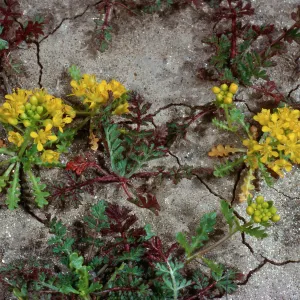 Lepidium flavum, #4878, Little Blair Valley, Anza Borrego State Park, San Diego County