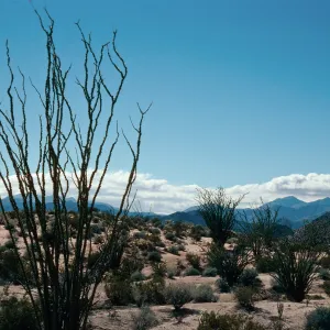 Bow Willow area, Anza-Borrego State Park, San Diego County