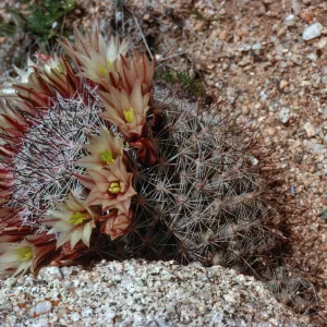 Mammilarria, Ghost Mountain, Anza-Borrego State Park, San Diego County