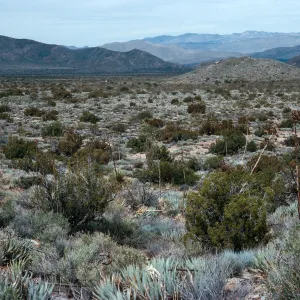 trail to Ghost Mountain, Blair Valley, Anza-Borrego State Park, San Diego County