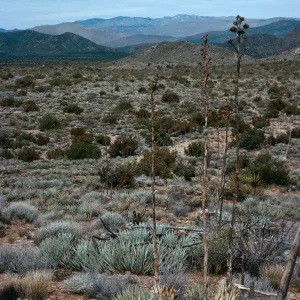 trail to Ghost Mountain, Blair Valley, Anza-Borrego State Park, San Diego County