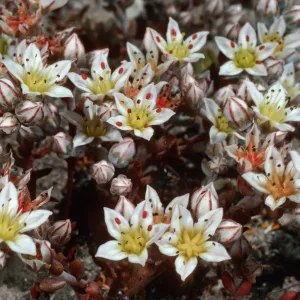 Dudleya blochmaniae insularis, Santa Rosa Island