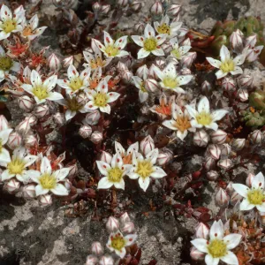 Dudleya blochmaniae insularis, Santa Rosa Island