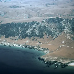 Torrey Pines, Santa Rosa Island