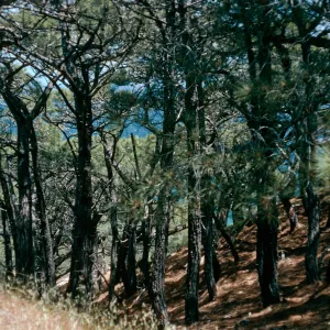 Torrey Pines, Santa Rosa Island