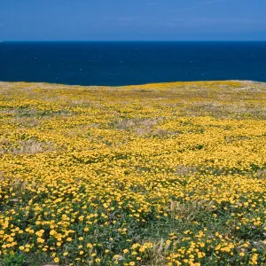 Layia, East end of Beechers Bay, Santa Rosa Island