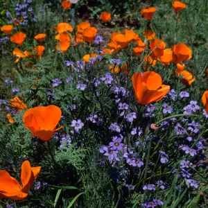 Escscholzia californica, Sisyrinchium bellum, Santa Barbara Boranic Garden