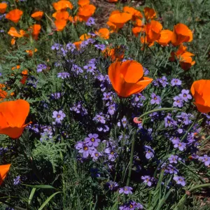 Escscholzia californica, Santa Barbara Boranic Garden