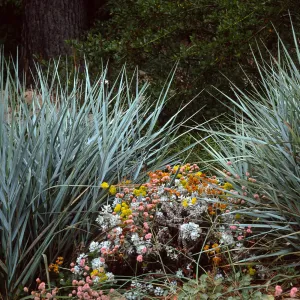 Leymus condensatus ‘Canyon Prince’ w/Eriogonum crocatum, E. grande rubescens, Santa Barbara Botanic Garden