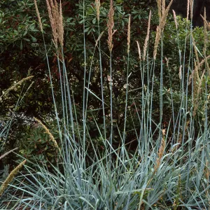 Leymus condensatus ‘Canyon Prince’, meadow, Santa Barbara Botanic Garden