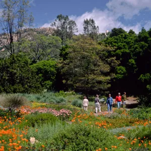 meadow, Santa Barbara Botanic Garden