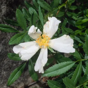 Santa Barbara Botanic Garden