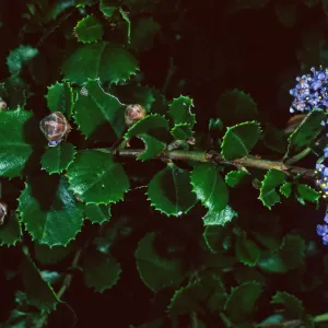 Ceanothus ‘Point Reyes’, Acc# 92-577, A 27/24, Santa Barbara Botanic Garden