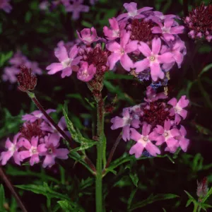 Verbena lilacina, Santa Barbara Botanic Garden