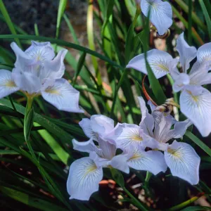 Iris douglasiana, Santa Barbara Botanic Garden