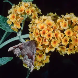 Buddleia ‘Sunset Gold’ & moth, Santa Barbara Botanic Garden