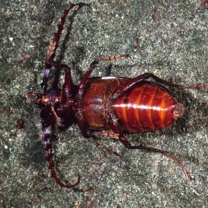 Long-Horned Beetle