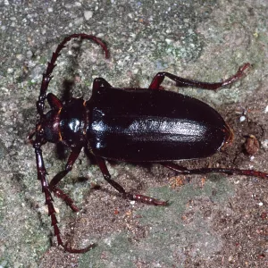 Long-Horned Beetle