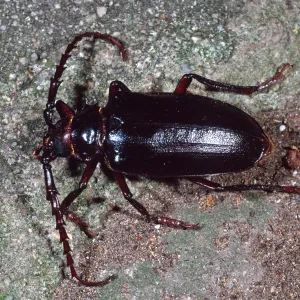 Long-Horned Beetle