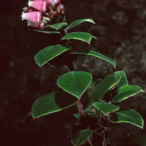 Arctostaphylos cv. hearstiiorum, Santa Barbara Botanic Garden