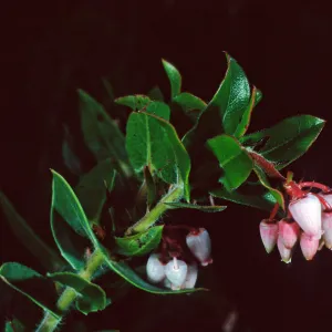 Arctostaphylos hearstiiorum, Santa Barbara Botanic Garden