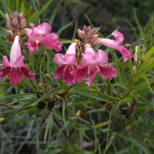 Chilopis linearis, Desert Section, Santa Barbara Botanic Garden