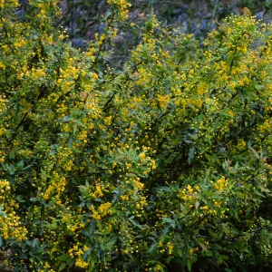 Berberis nevinii, Northwest end of meadow, Santa Barbara Botanic Garden