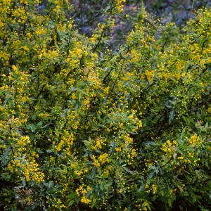 Berberis nevinii, Northwest end of meadow, Santa Barbara Botanic Garden
