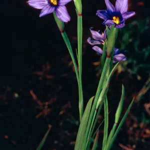 Sisyrinchium bellum, Santa Barbara Botanic Garden