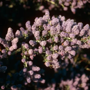 Ceanothus leucodermis, West Camino Cielo, Santa Barbara County