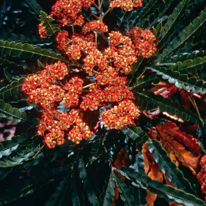 Lyonothamnus floribundus asplenifolius, Santa Barbara Botanic Garden