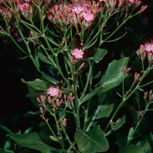 Munzothamnus blairii, Island Section, Santa Barbara Botanic Garden